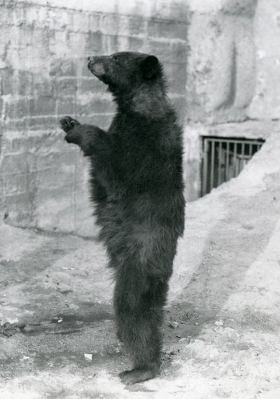 Un orso nero in piedi nel suo recinto, sulle terrazze di Mappin, allo zoo di Londra nel 1921 da Frederick William Bond